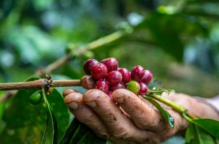 AA Grade Arabica Coffee Beans
